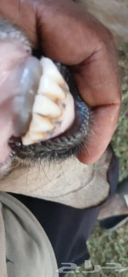 ثنيتن معزاء عوارض يتبعها تيس الحد480لراس كبيروصغير 6