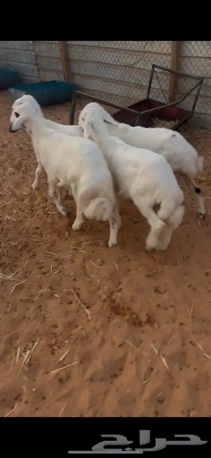 خرفان حريات 1