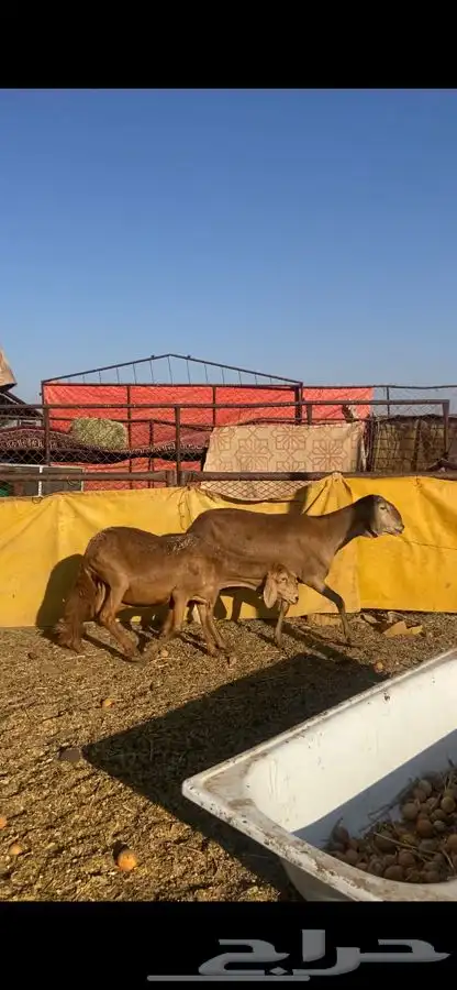 نعجتين سواكني مشروطه وحده سنها سديس او مسوي طري واوحده مسوي 2