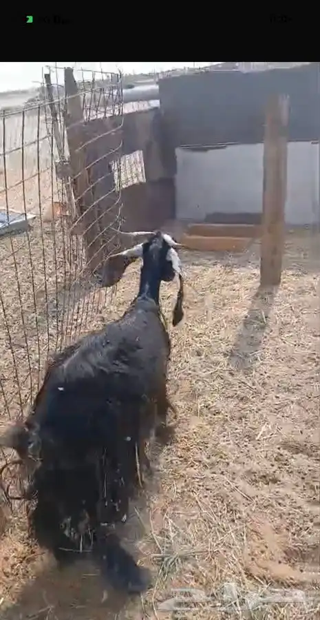 ثنيتن معزاء عوارض يتبعها تيس الحد480لراس كبيروصغير 8