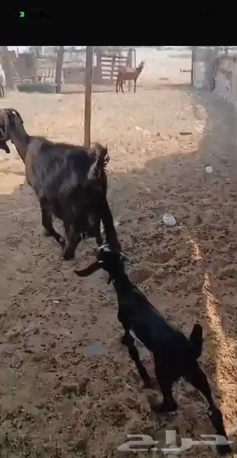 ثنيتن معزاء عوارض يتبعها تيس الحد480لراس كبيروصغير 4