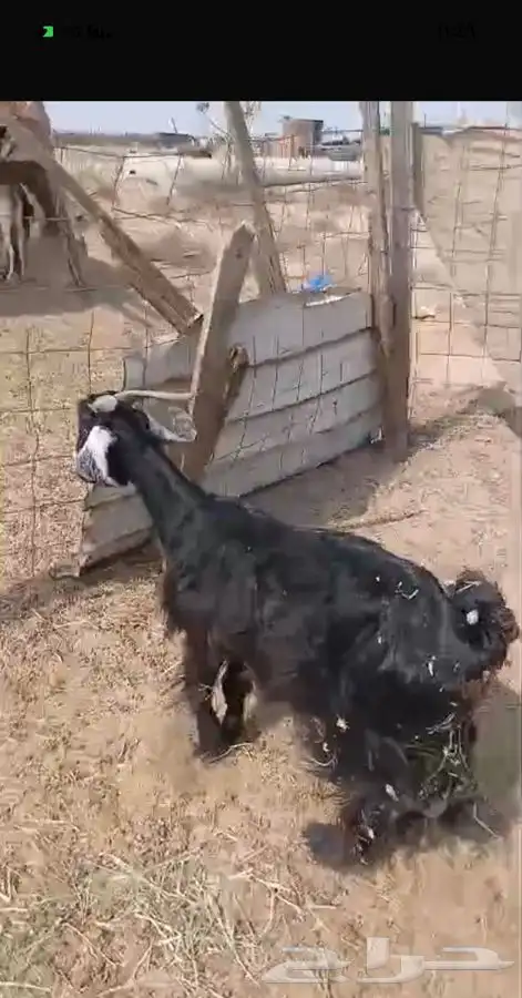 ثنيتن معزاء عوارض يتبعها تيس الحد480لراس كبيروصغير 9