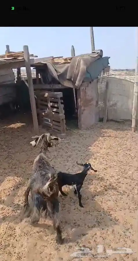 ثنيتن معزاء عوارض يتبعها تيس الحد480لراس كبيروصغير 1