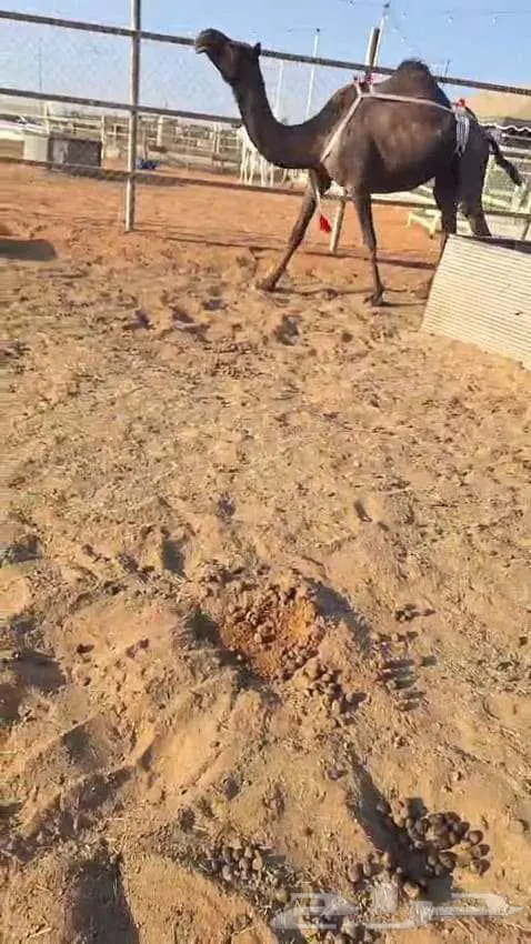 مجاهيم لقحه وضروبه 2