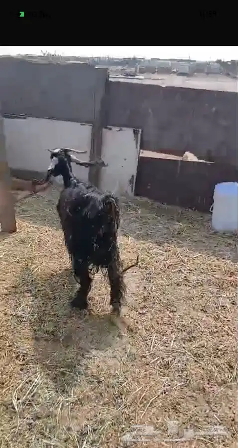 ثنيتن معزاء عوارض يتبعها تيس الحد480لراس كبيروصغير 10