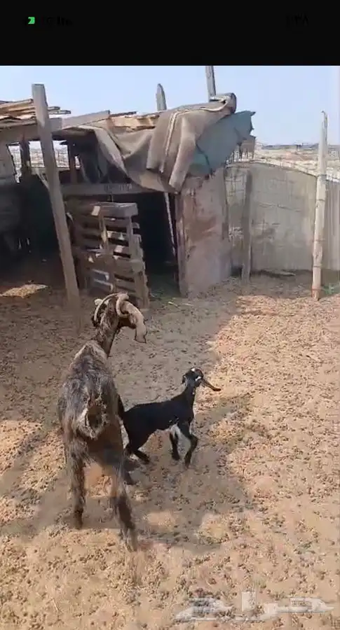 ثنيتن معزاء عوارض يتبعها تيس الحد480لراس كبيروصغير 5