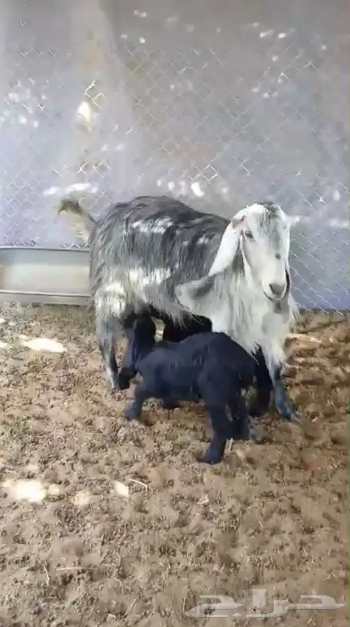 معزا متاومه 3 تحتها 6 حليب كفو 2