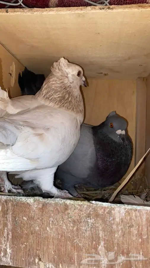 حمام سلفر زاجل 1