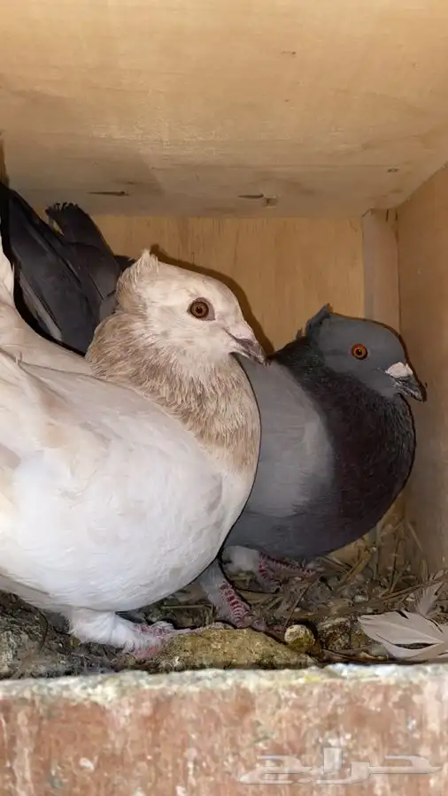 حمام سلفر زاجل 2