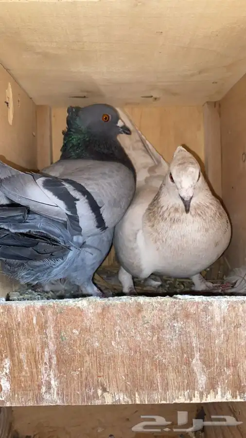 حمام سلفر زاجل 0