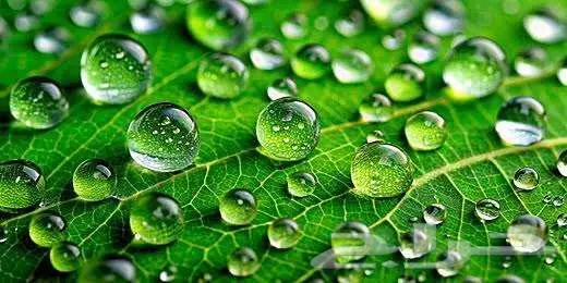 عدسة كانون ماكرو 100mm canon ذهبي 7