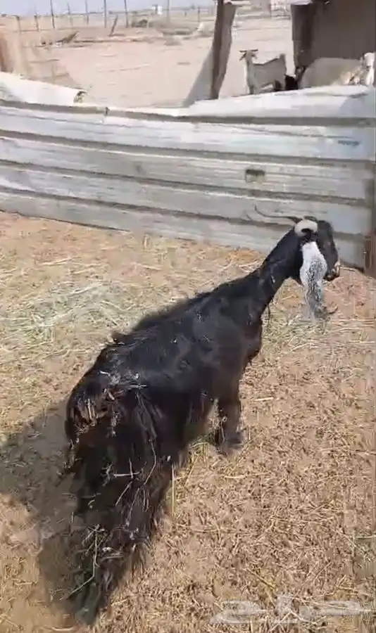 ثنيتن معزاء عوارض يتبعها تيس الحد480لراس كبيروصغير 11