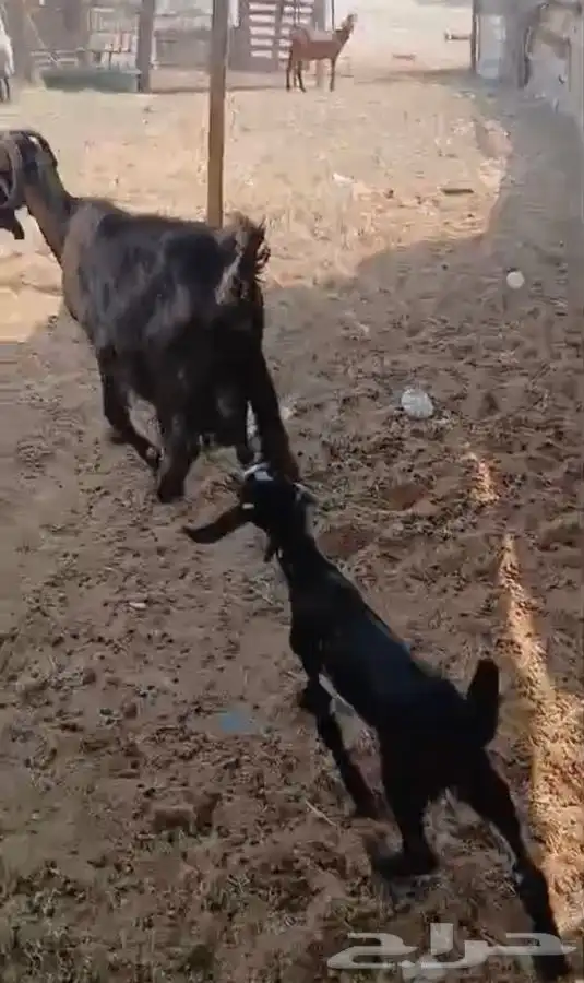 ثنيتن معزاء عوارض يتبعها تيس الحد480لراس كبيروصغير 0