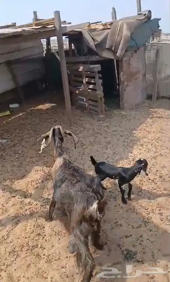 ثنيتن معزاء عوارض يتبعها تيس الحد480لراس كبيروصغير 3