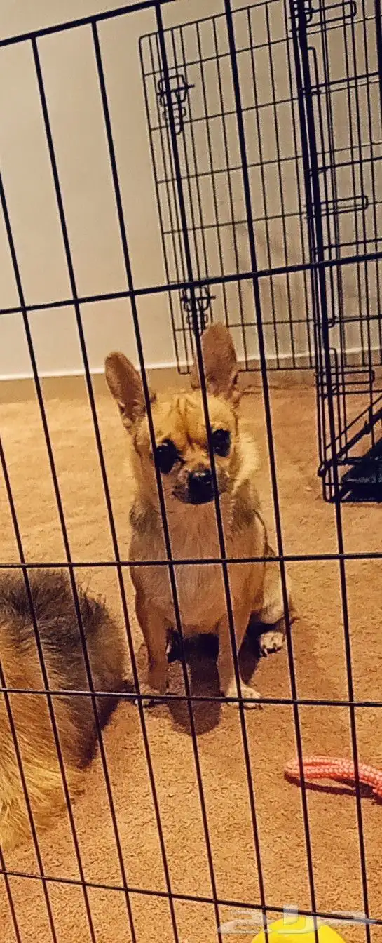 انثى شيواوا لونج هير استيراد فرنس 3