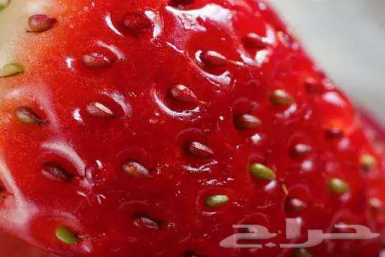 عدسة كانون ماكرو 100mm canon ذهبي 8