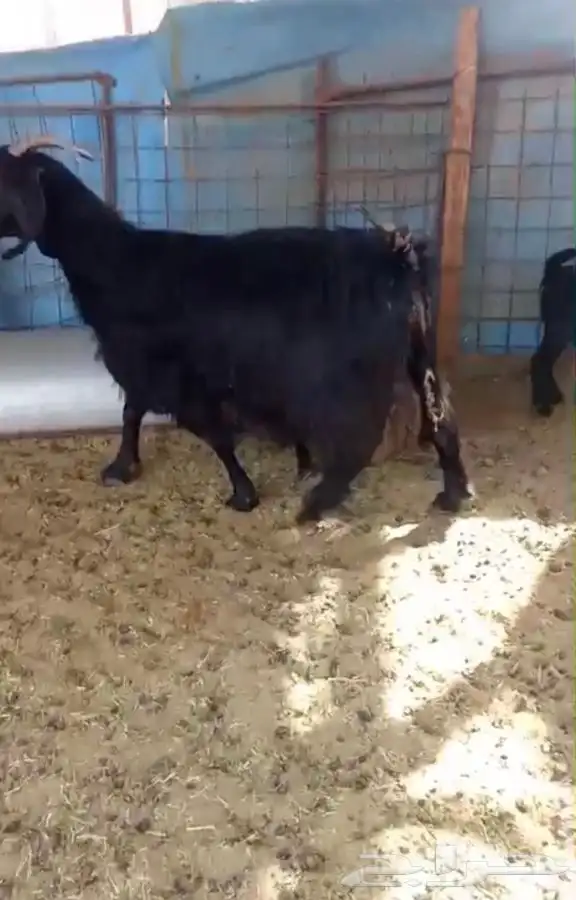 معزا متاومه 3 تحتها 6 حليب كفو 1