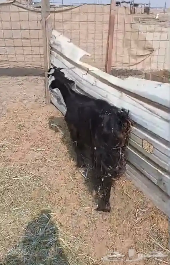 ثنيتن معزاء عوارض يتبعها تيس الحد480لراس كبيروصغير 12