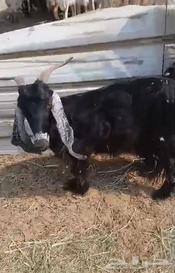 ثنيتن معزاء عوارض يتبعها تيس الحد480لراس كبيروصغير 13