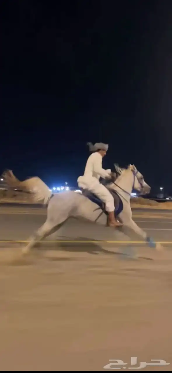 حصان واهو والبيع شعبي 2