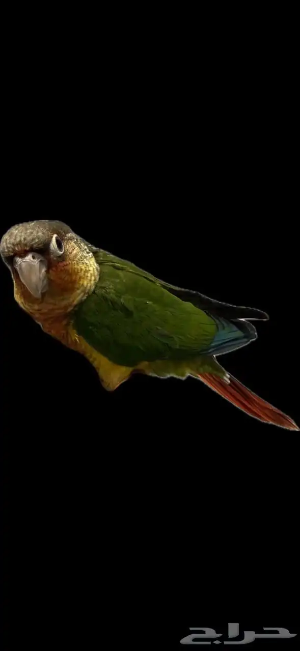 كنيور يلوسايد اليف وهدد داخلي 0