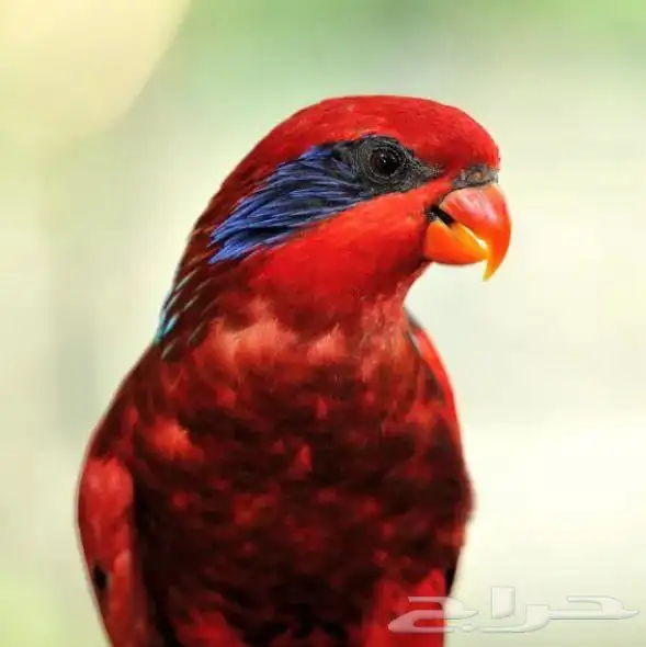 مطلوب طير لوري بلو ستريك 0