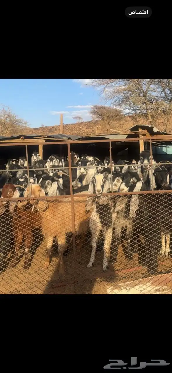 معزا مراح قديم للبيع 2