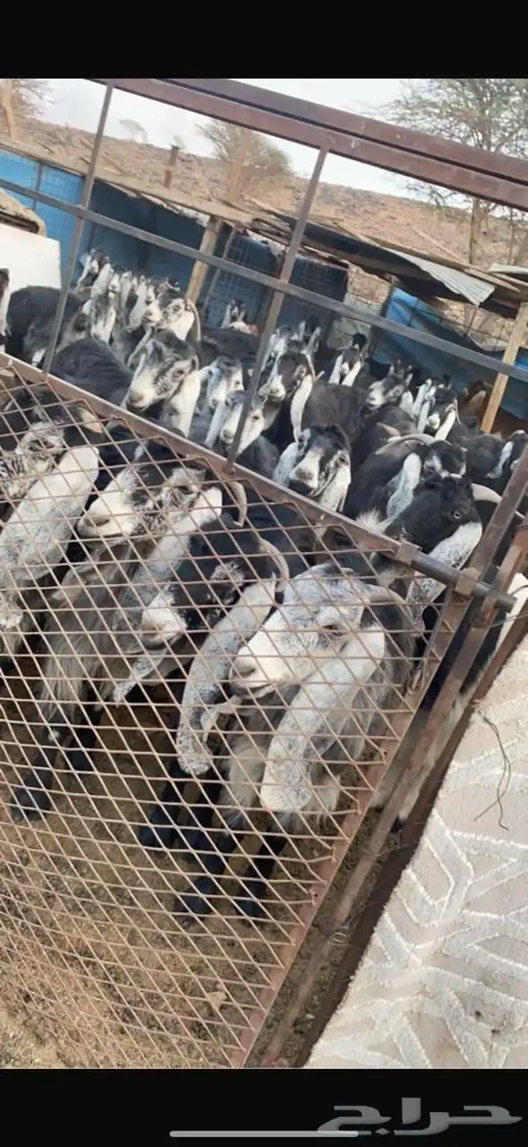 معزا مراح قديم للبيع 0