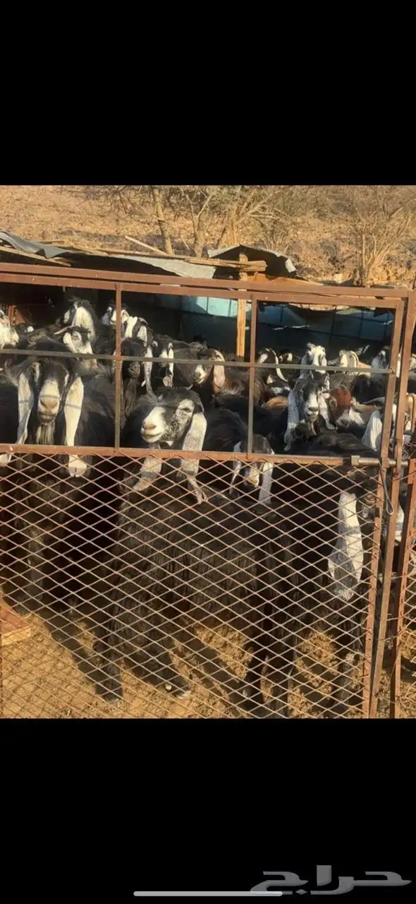 معزا مراح قديم للبيع 4