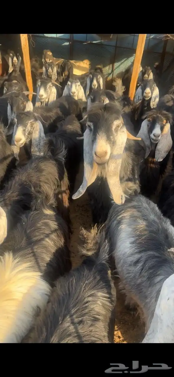 معزا مراح قديم للبيع 3