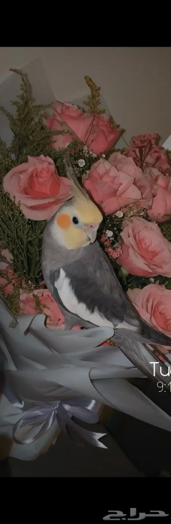 ابحث عن طير كوكتيل ضايع طار من حي المروج الاسكان في ينبع 1