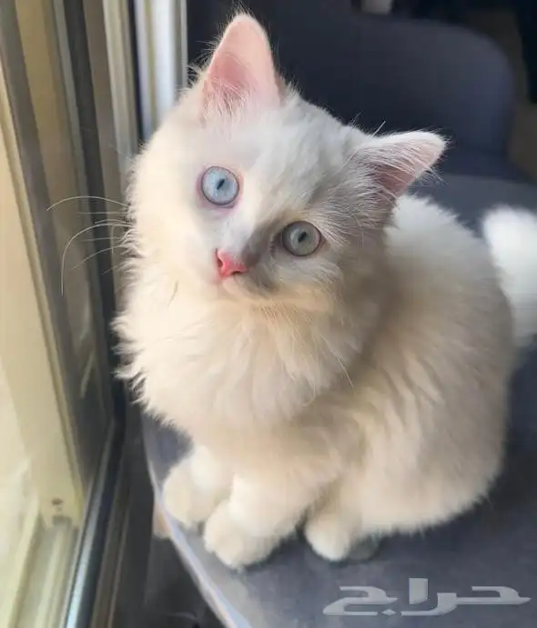 قط ذكر سكوتش فولد هملايا بلوكتين 1