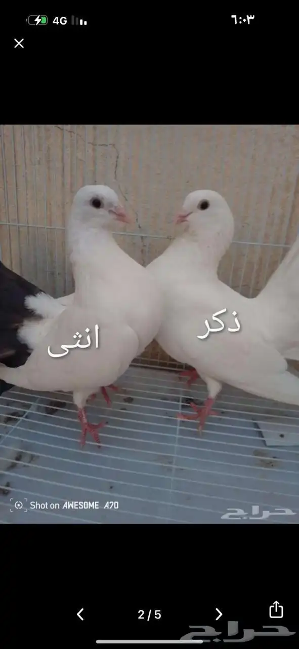 زوج بلجيكي منتج ومعه فرخين كبار وزوج هزاز منتج معه فرخ كبير 2