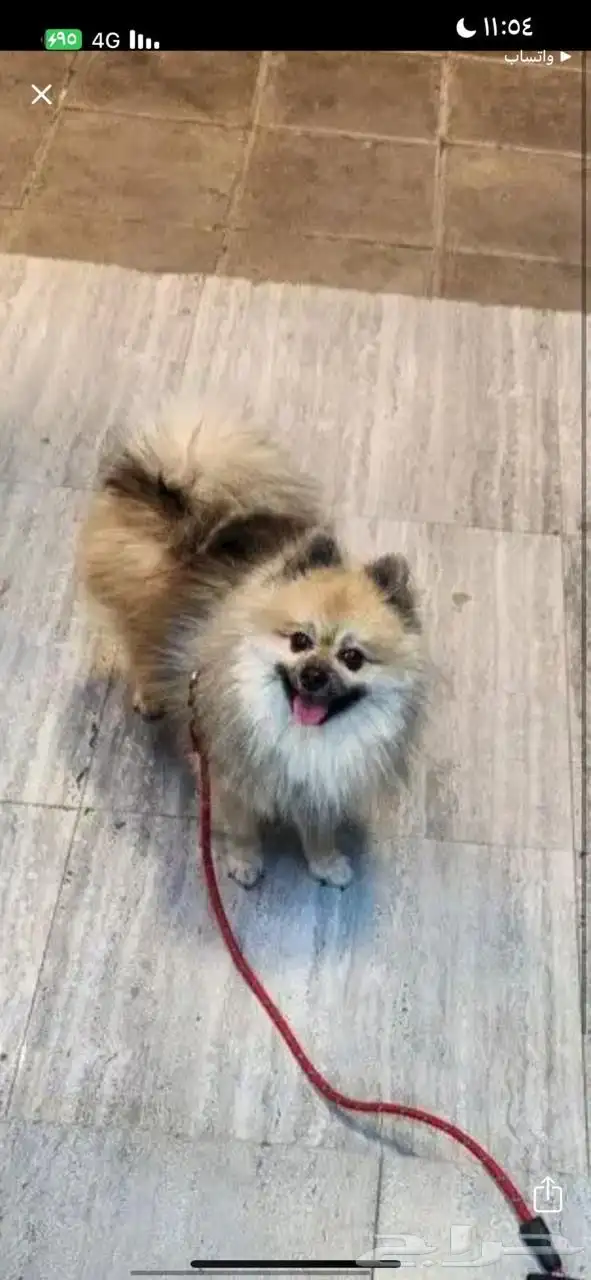 للبيع كلب 3سنين 1