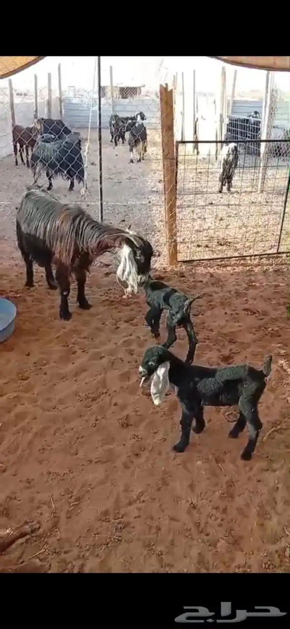 عنز عارضيه 0