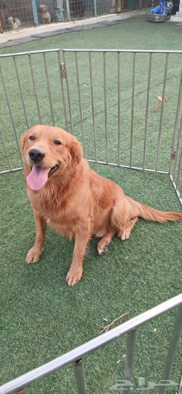 انثى جولدن حامل 3