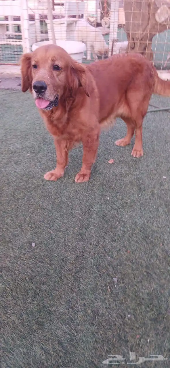 انثى جولدن حامل 1