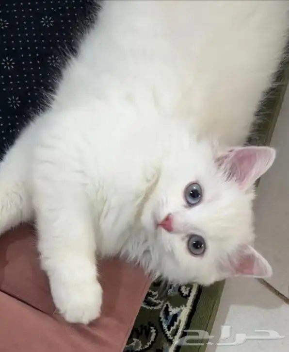 قط ذكر سكوتش فولد هملايا بلوكتين 0