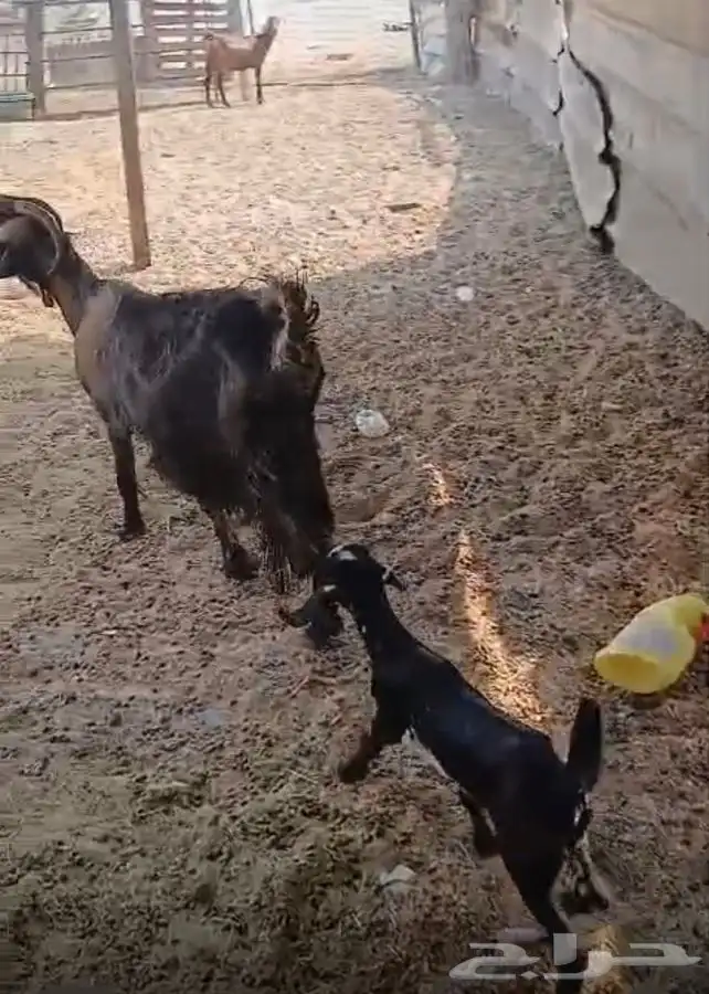 ثنيتن معزاء عوارض يتبعها تيس الحد480لراس كبيروصغير 2