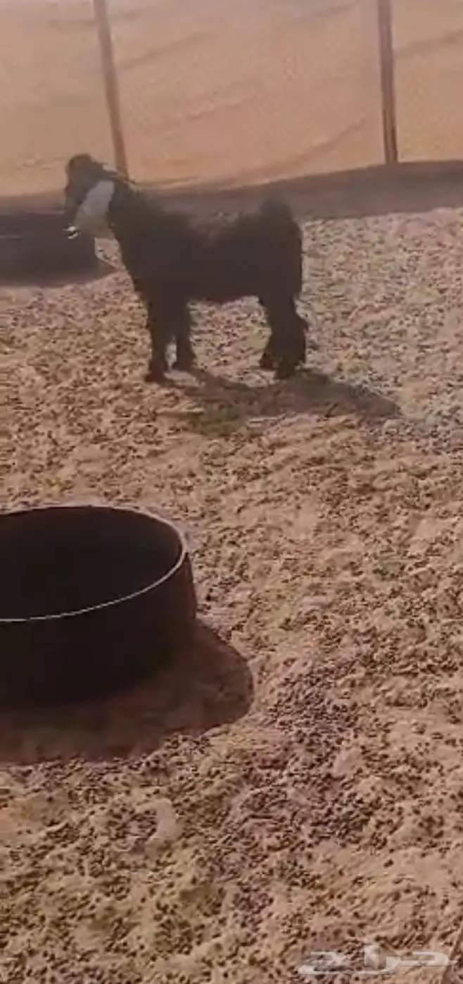 تيس عارضي صنف الصنف 0