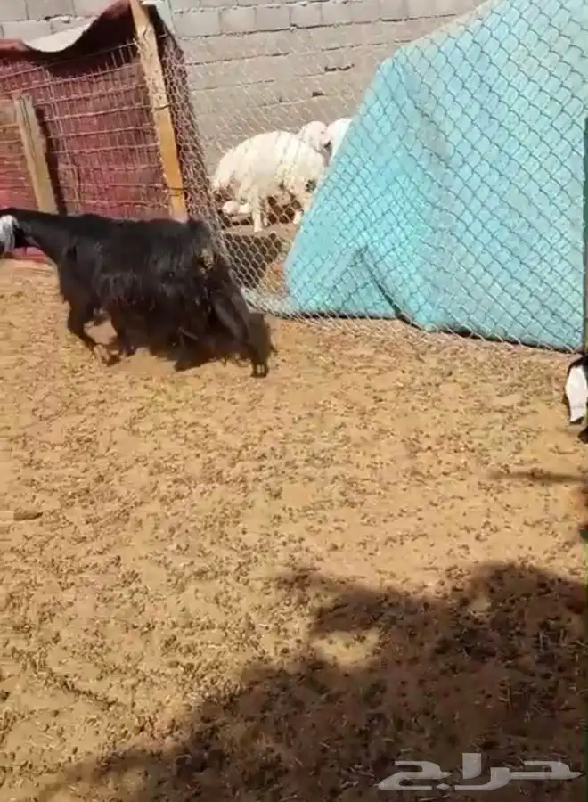 معزا متاومه 3 تحتها 6 حليب كفو 0