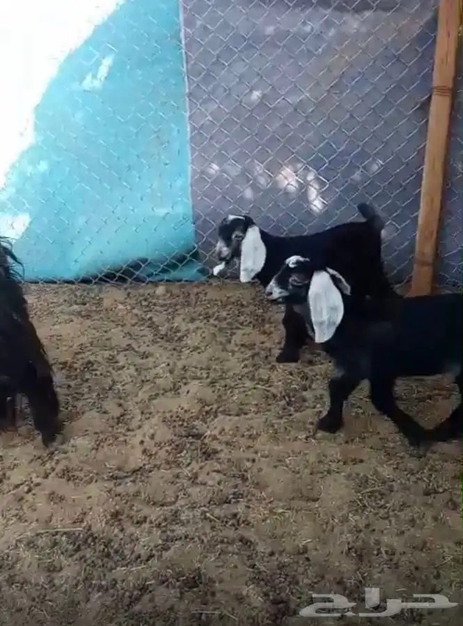 معزا متاومه 3 تحتها 6 حليب كفو 4