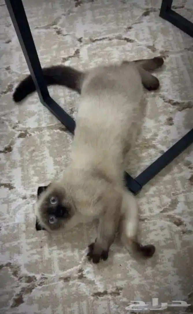 قطة سكوتش فولد (Scottish Fold) مكس مع هيمالايا سيامي 2