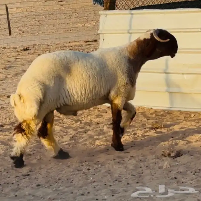 خروف فحل. صنف فاخر 4
