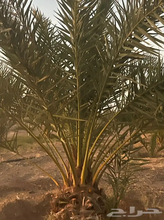 عندي برني العيص نخل طيب كبير واريد فيه تبديل عجوا 1