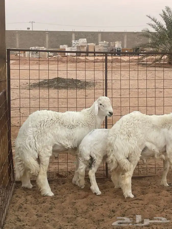 للبيع طليان ناهيه الموقع الريحان جمله او تفريد 2