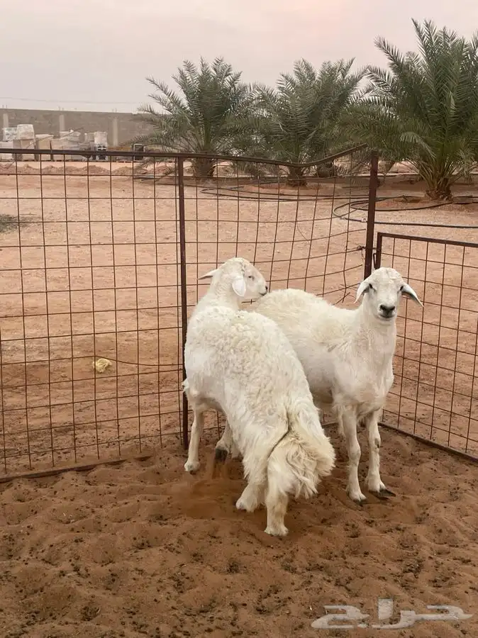 للبيع طليان ناهيه الموقع الريحان جمله او تفريد 1