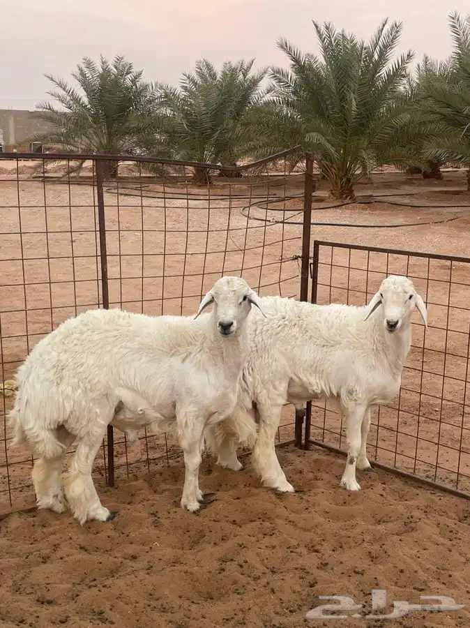 للبيع طليان ناهيه الموقع الريحان جمله او تفريد 7