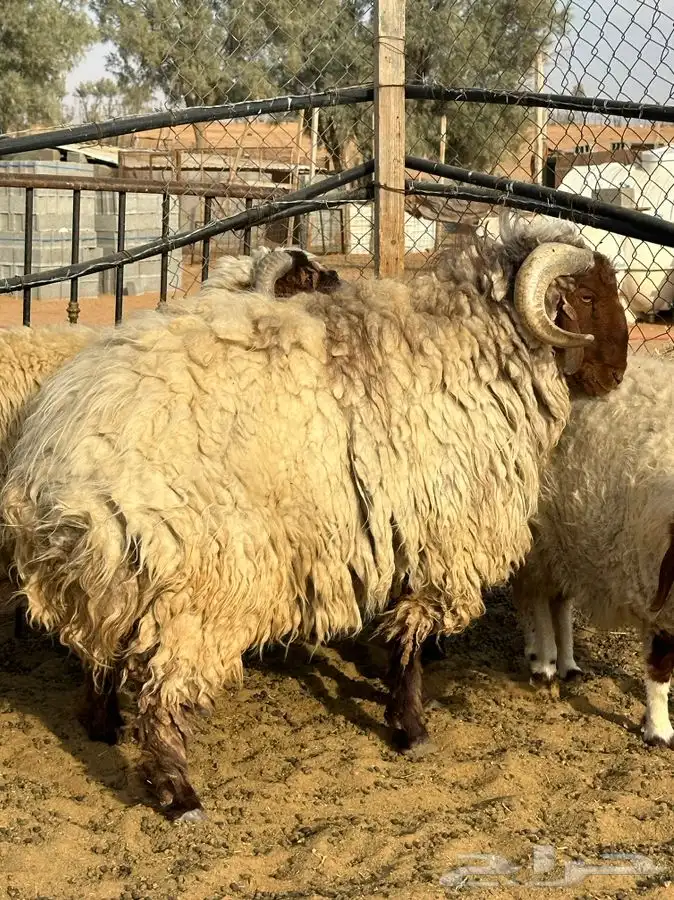 للبيع فحل نغيمي تام 1