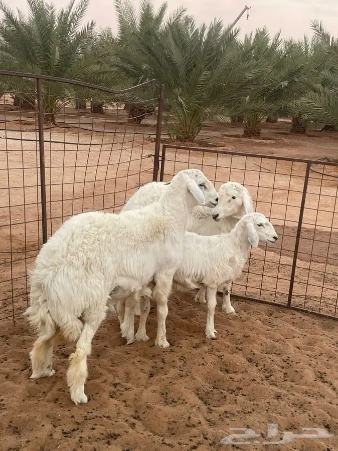 للبيع طليان ناهيه الموقع الريحان جمله او تفريد 3